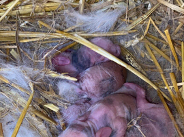 Baby bunnys
