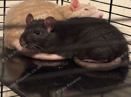 Two rats for sale