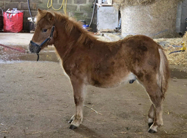 Top class registered standard shetland