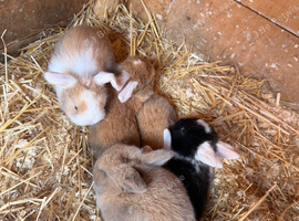 5 gorgeous mini lops