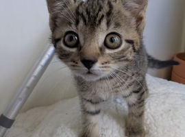 Male tabby kitten