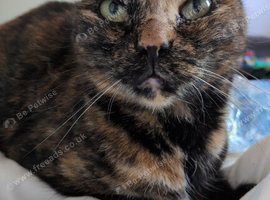 11 Year Old British Shorthair Cat