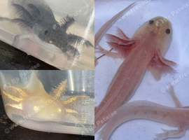 Axolotl babies