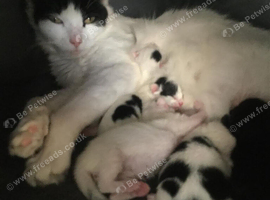 .Tiny Puds Seeking Forever homes.