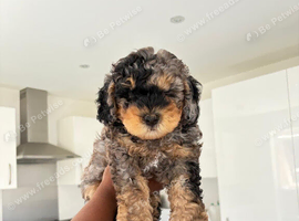 Adorable blue merle  male cockapoo puppy