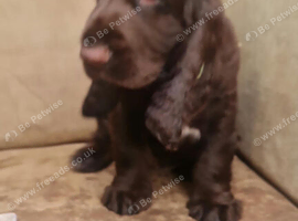 Puppies for sale