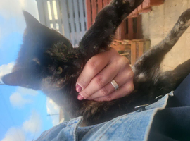 Tortoishell girl