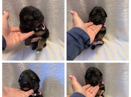 German Shepherd puppies 1400