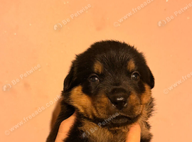 Stunning rare Rottweiler puppies