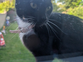 Black and white cat