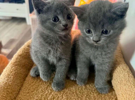 BRITISH SHORTHAIR CROSS KITTENS FOR SALE