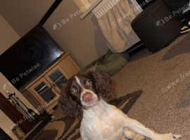 English springer spaniel for stud