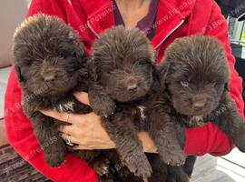 Kc registered Newfoundland puppies