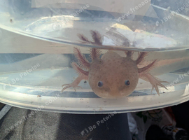 Copper axanthic Melanoid baby axolotl