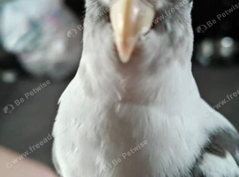 Whiteface pied cockatiel male