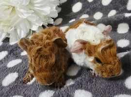 2 boar pairs available