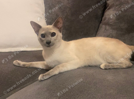 Siamese Blue point boy
