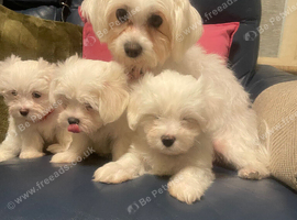3 beautiful Maltese puppies