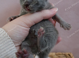 ️ Kittens Arriving Soon ️