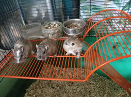 Baby gerbil available
