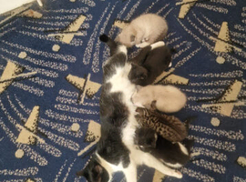 Kittens for sale