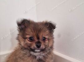Pomeranian puppies