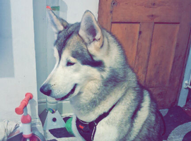 5 year old siberain husky x alaskan malamute