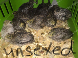 QUAIL CHICKS/CHINESE PAINTED BUTTONS!