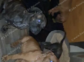Cane corso x bull mastiff