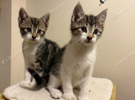 4 gorgeous kittens.