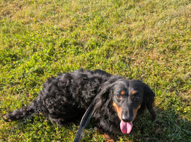 Long haired dachshund male