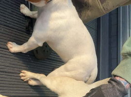 Miniature working jack russel