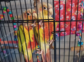 2 PINEAPPLE CONURES