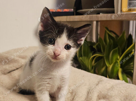 Kittens for sale