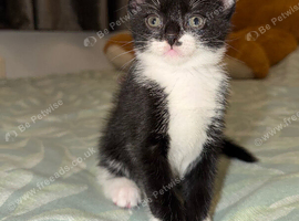 Sweet & Adorable Boy Kitten