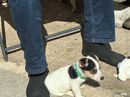 Jack Russel pups