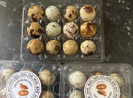 Japanese coturnix quail hatching eggs multi coloured