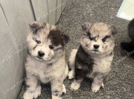 Chow chow puppies