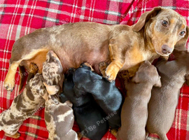 STUNNING MINIATURE SMOOCH HAIR DACHSHUND PUPPIES