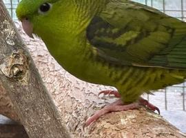 Lineolated parakeets Linnies DNA cock & hen