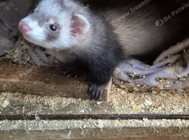 2 ferret kitts 10 weeks old looking for home
