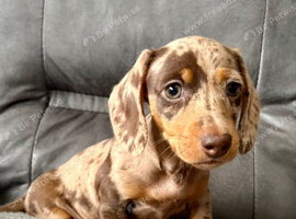 Kc registered chocolate & tan dapple girl
