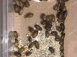 200+ small to medium roach( super deal)