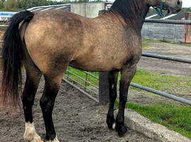 Outstanding 3yr Welsh d 14.2 filly