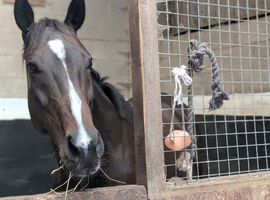 Straightforward 15.2hh stunning mare