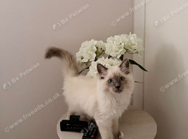 Gorgeous 15 week old kitten