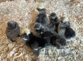 Cute little polish chicks