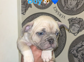 French bulldog puppies