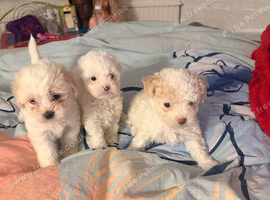 Beautiful Bichon Frise Puppies - 3 Girls