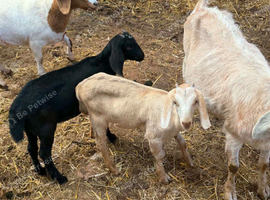 2x Handsome Wethers